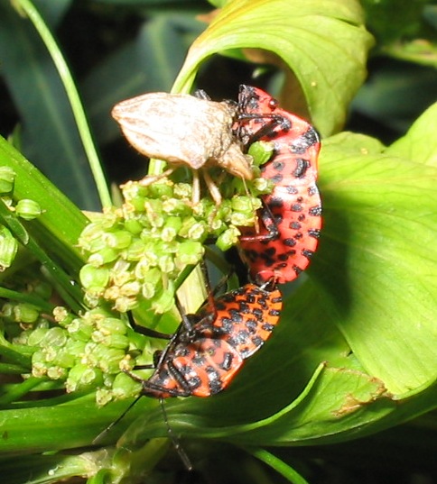 Graphosoma lineatum